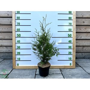 Tuja západná (Thuja occidentalis) ´BRABANT´ - výška 50-80 cm, kont. C3L